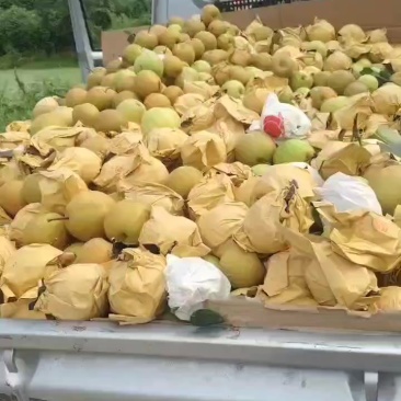 黄金梨大果全是大果