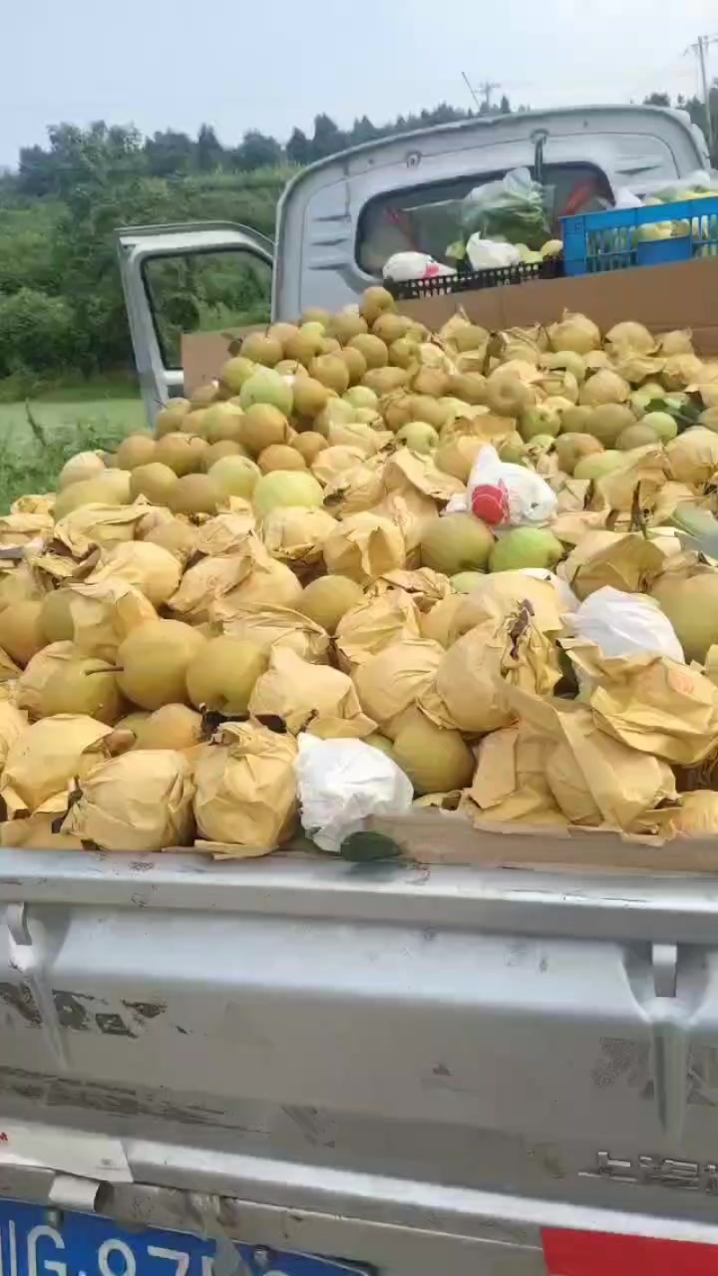 黄金梨大果全是大果