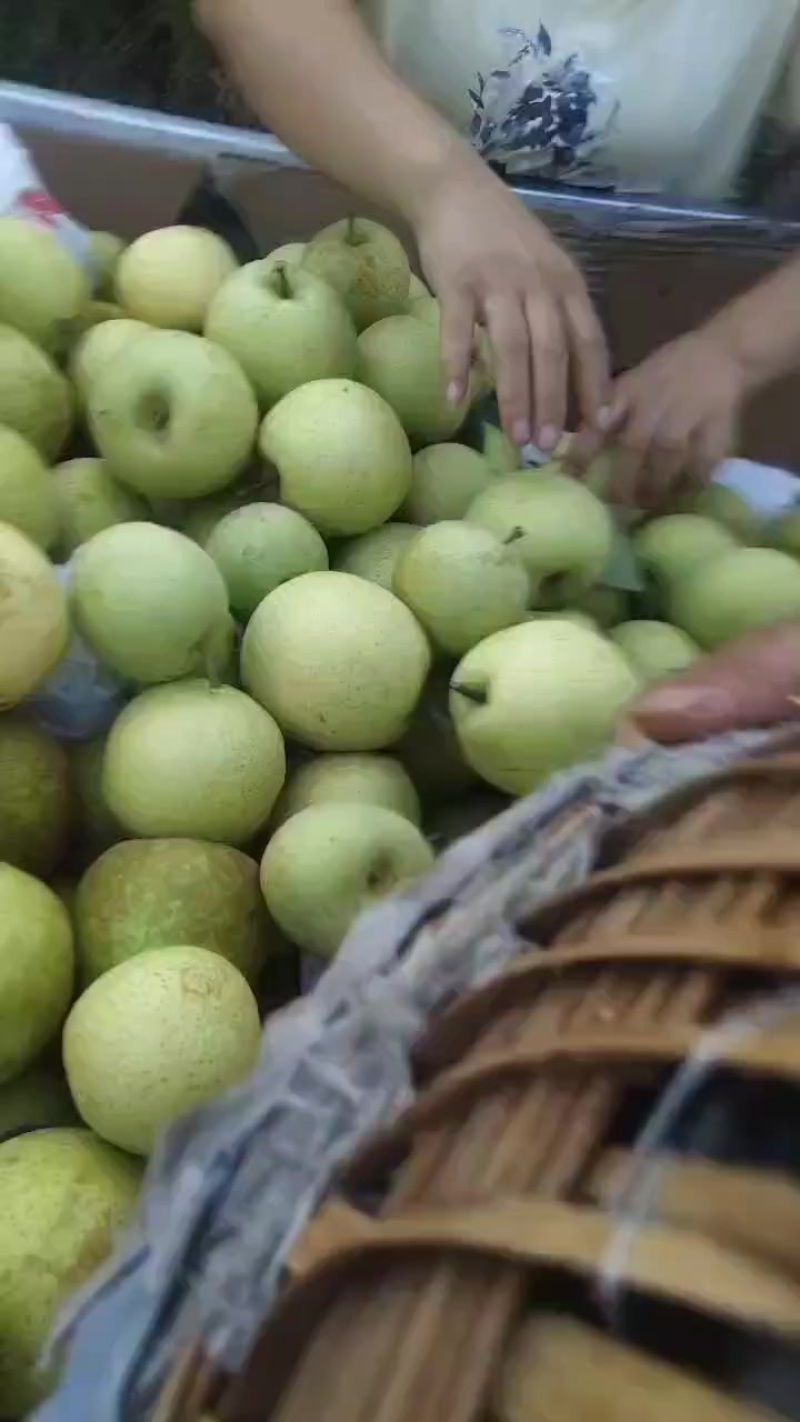 黄金梨大果全是大果