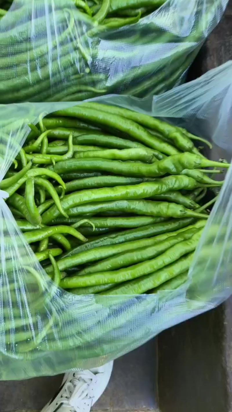 二荆条线椒
