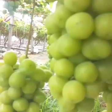 阳光玫瑰