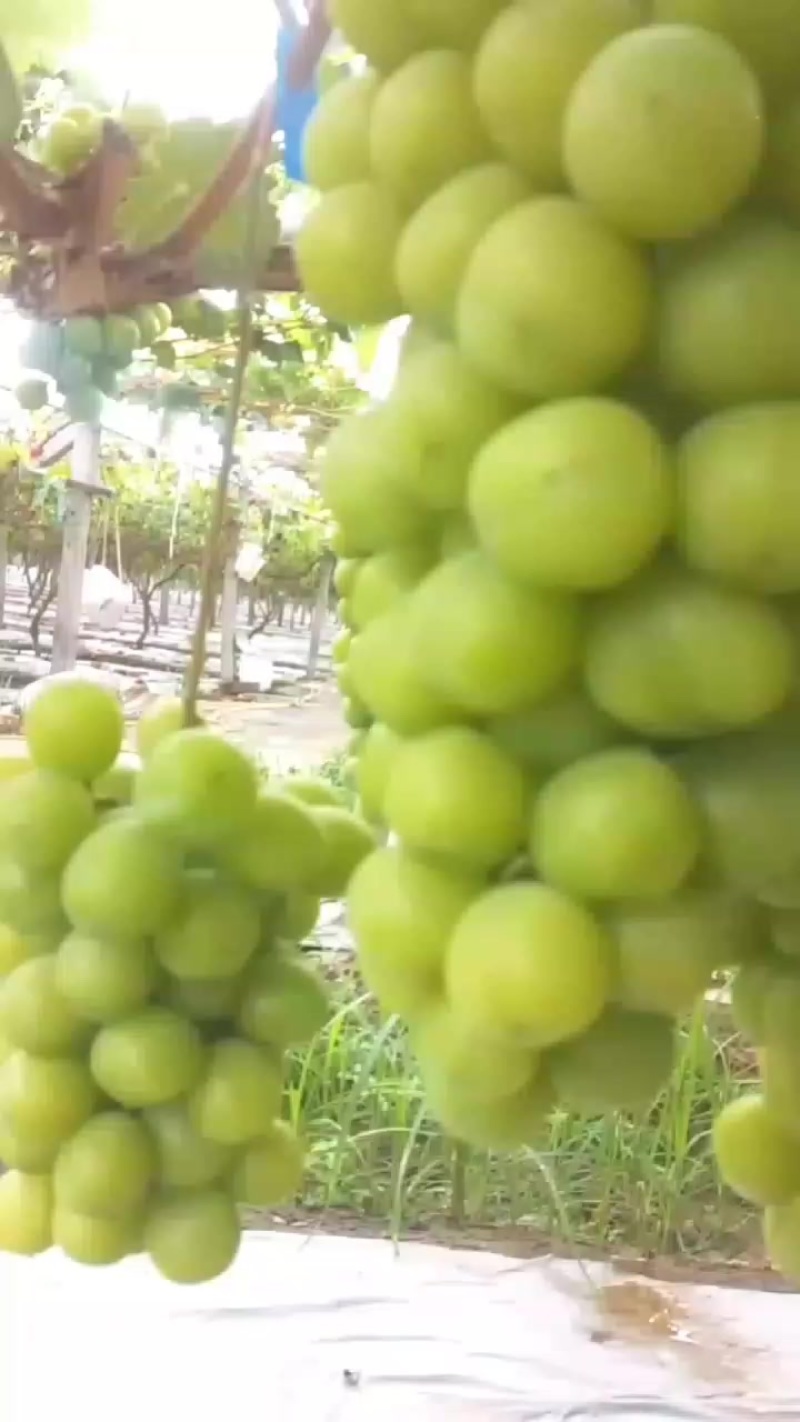 阳光玫瑰