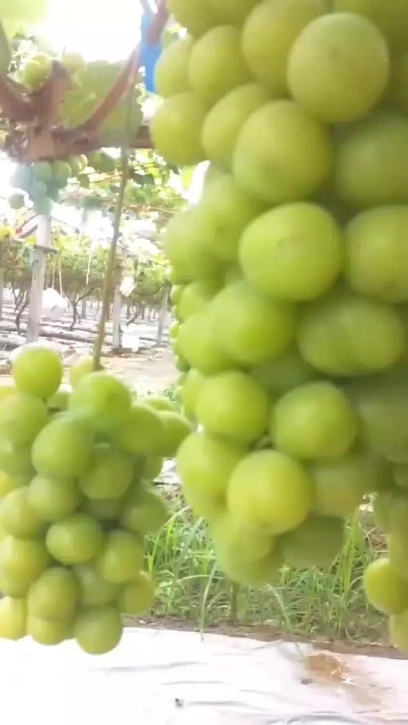 阳光玫瑰