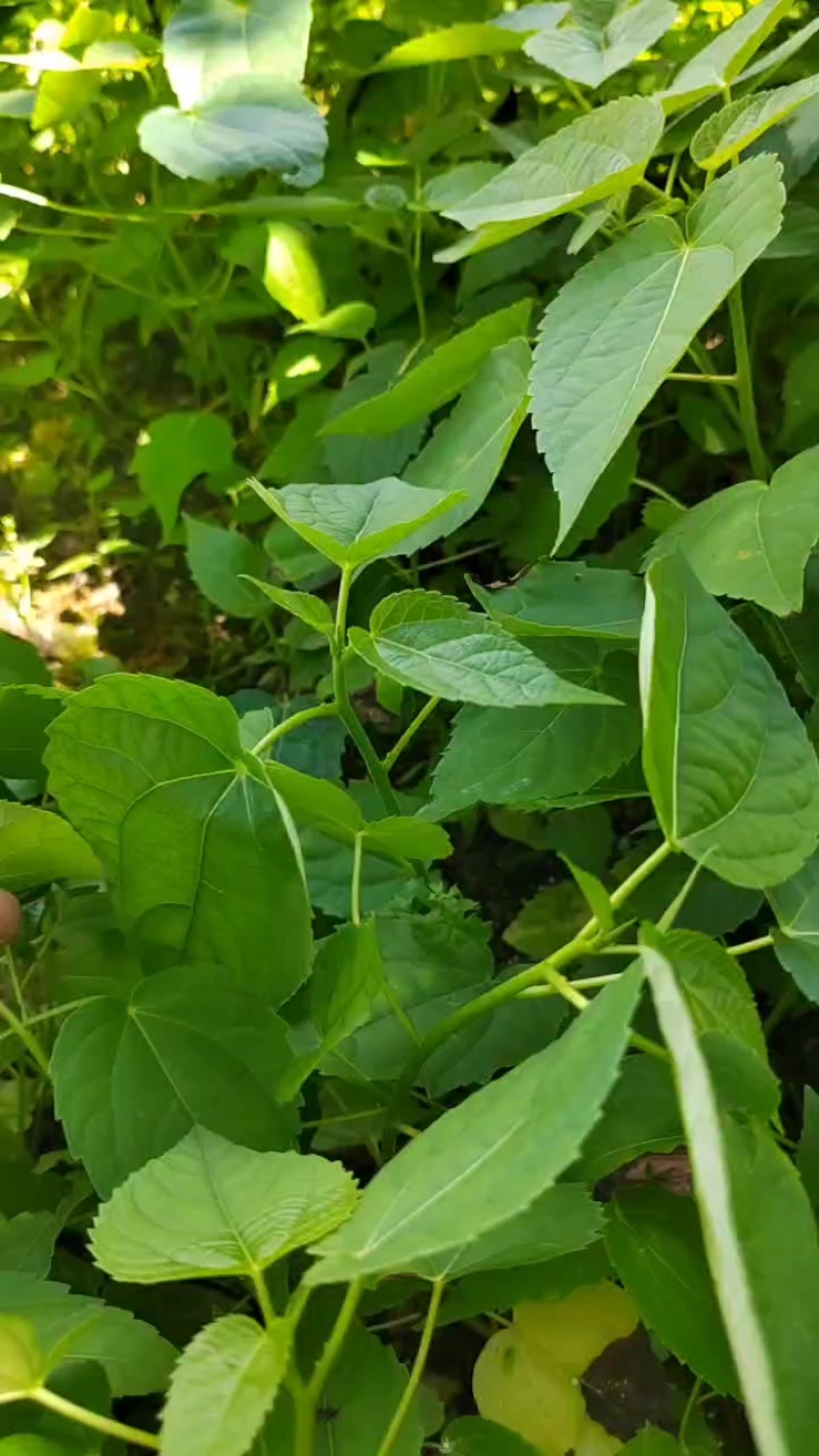 山桐子
