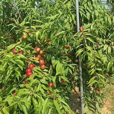 山东滨州沾化区下洼珍珠枣油桃大量成熟