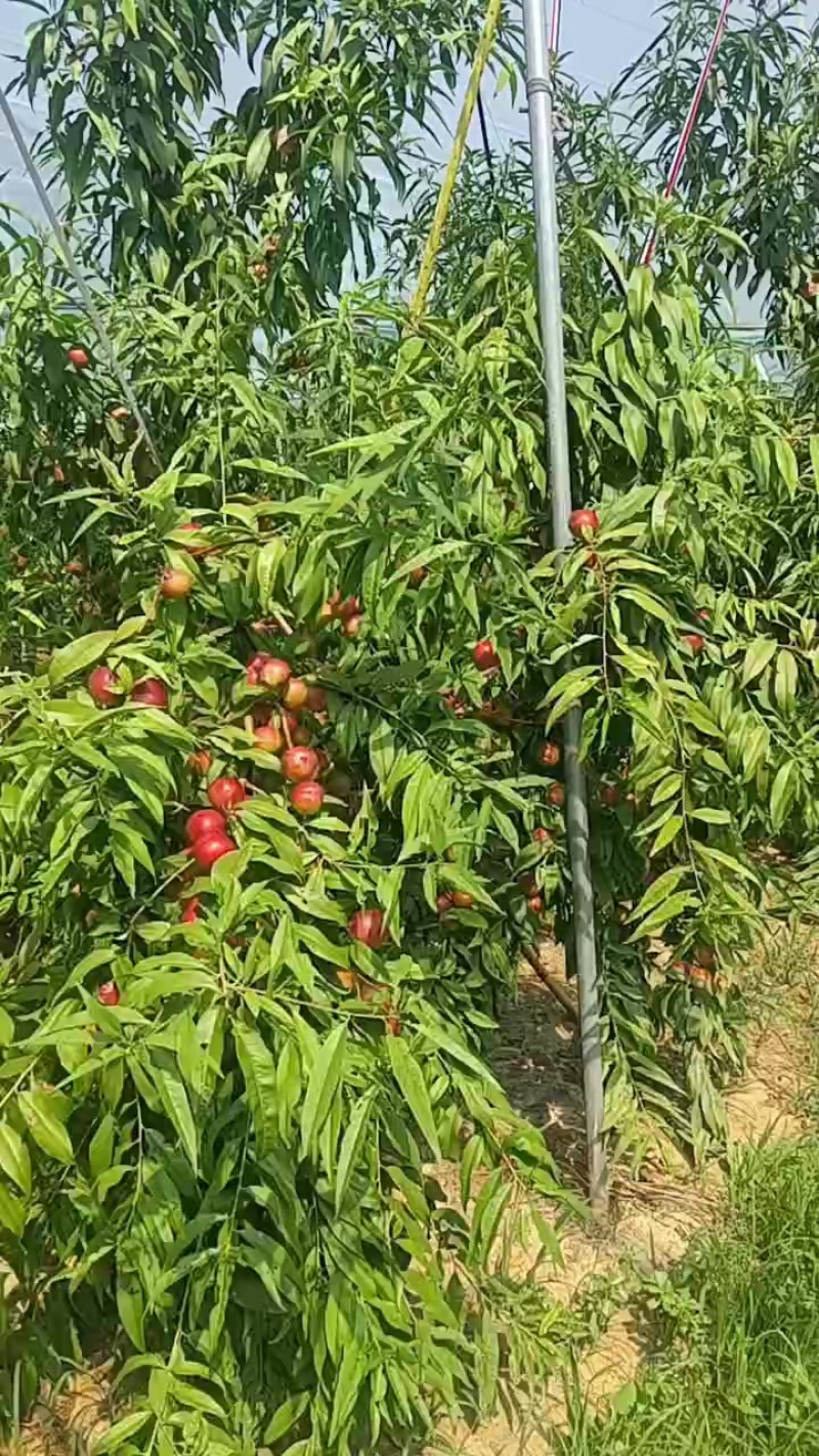 山东滨州沾化区下洼珍珠枣油桃大量成熟