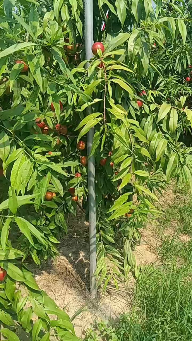 山东滨州沾化区下洼珍珠枣油桃大量成熟