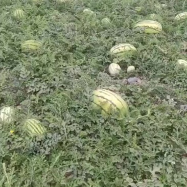 宁夏香山硒砂瓜