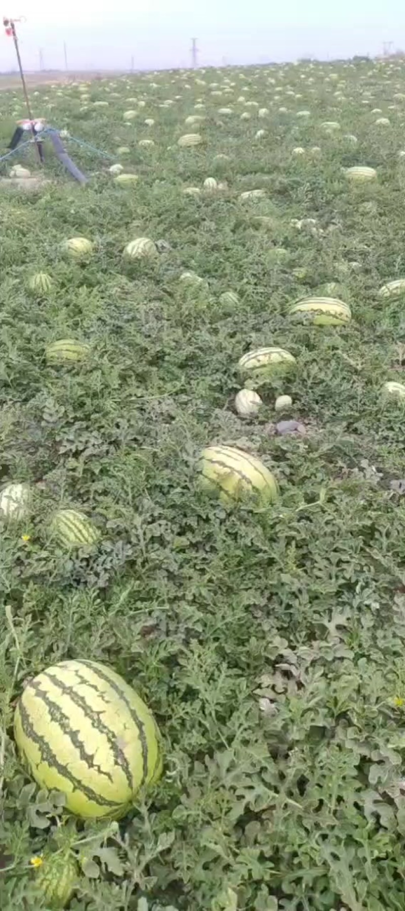 宁夏香山硒砂瓜