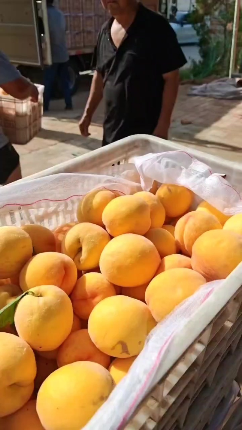 黄毛桃大量现货货源充足