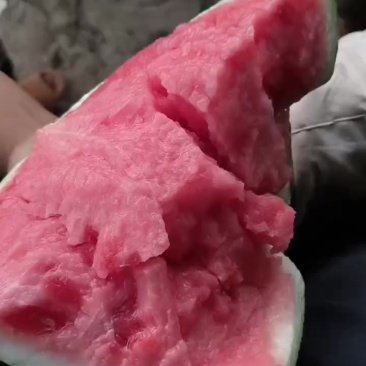 美都头茬无籽