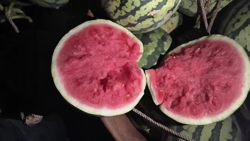 美都头茬无籽