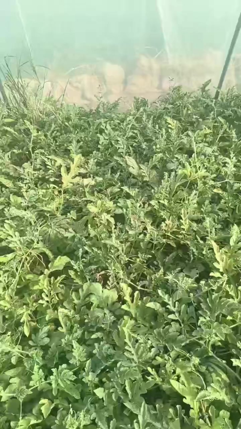 美都头茬无籽