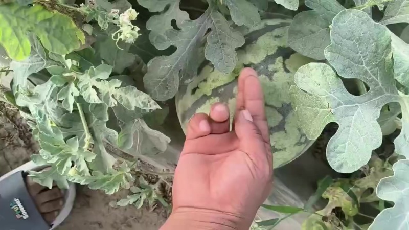 美都头茬无籽