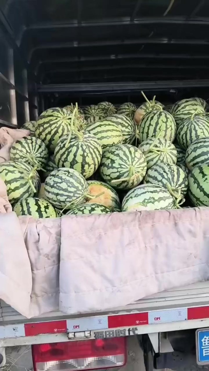 美都头茬无籽
