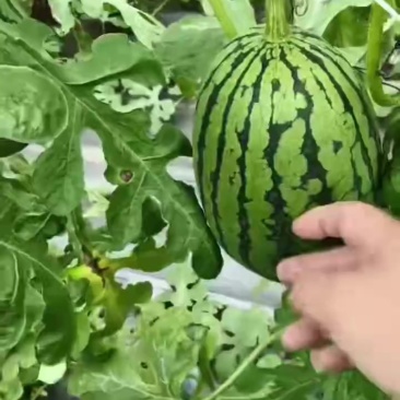 产地大量有货，需要可以***************