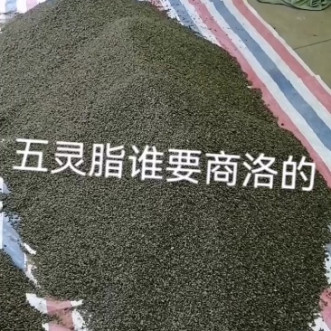 陕西省商洛市商州区五灵脂