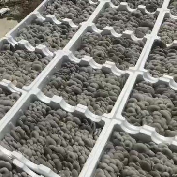 精品泡沫平菇