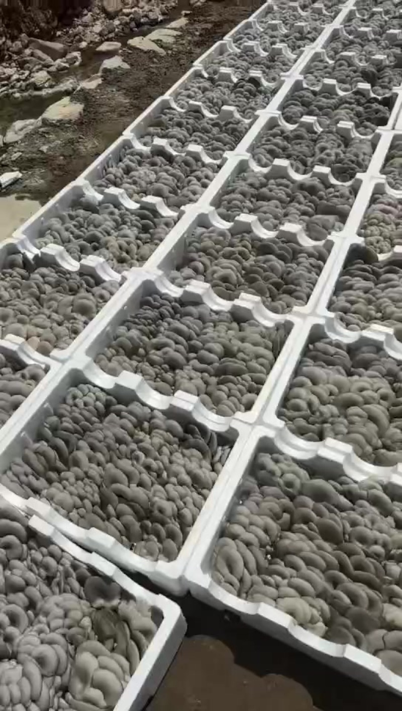 精品泡沫平菇