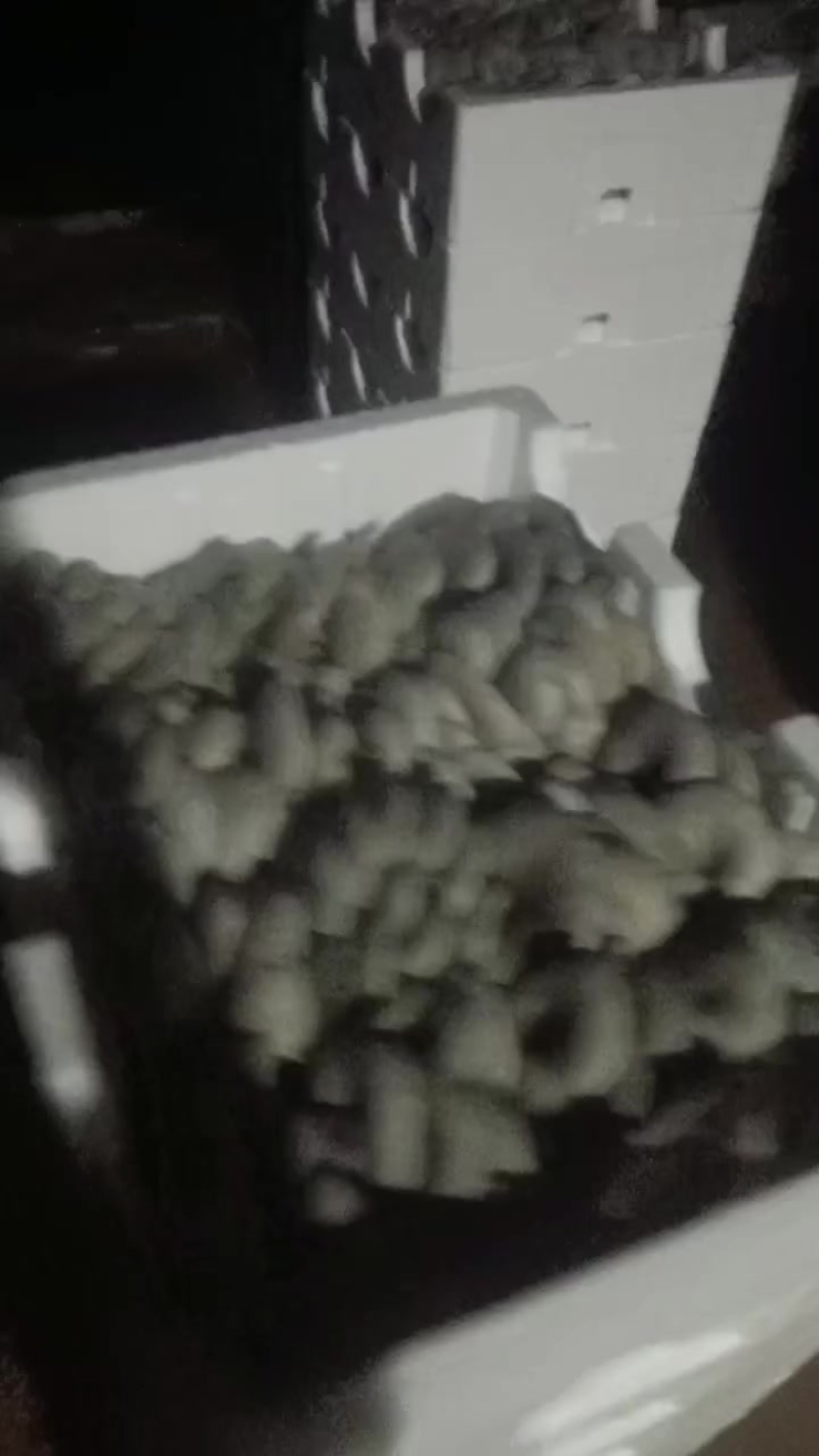 精品泡沫平菇