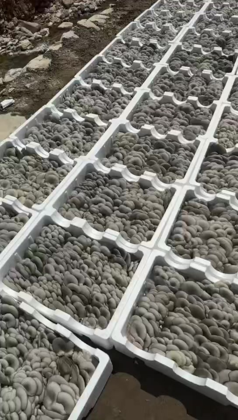 精品泡沫平菇