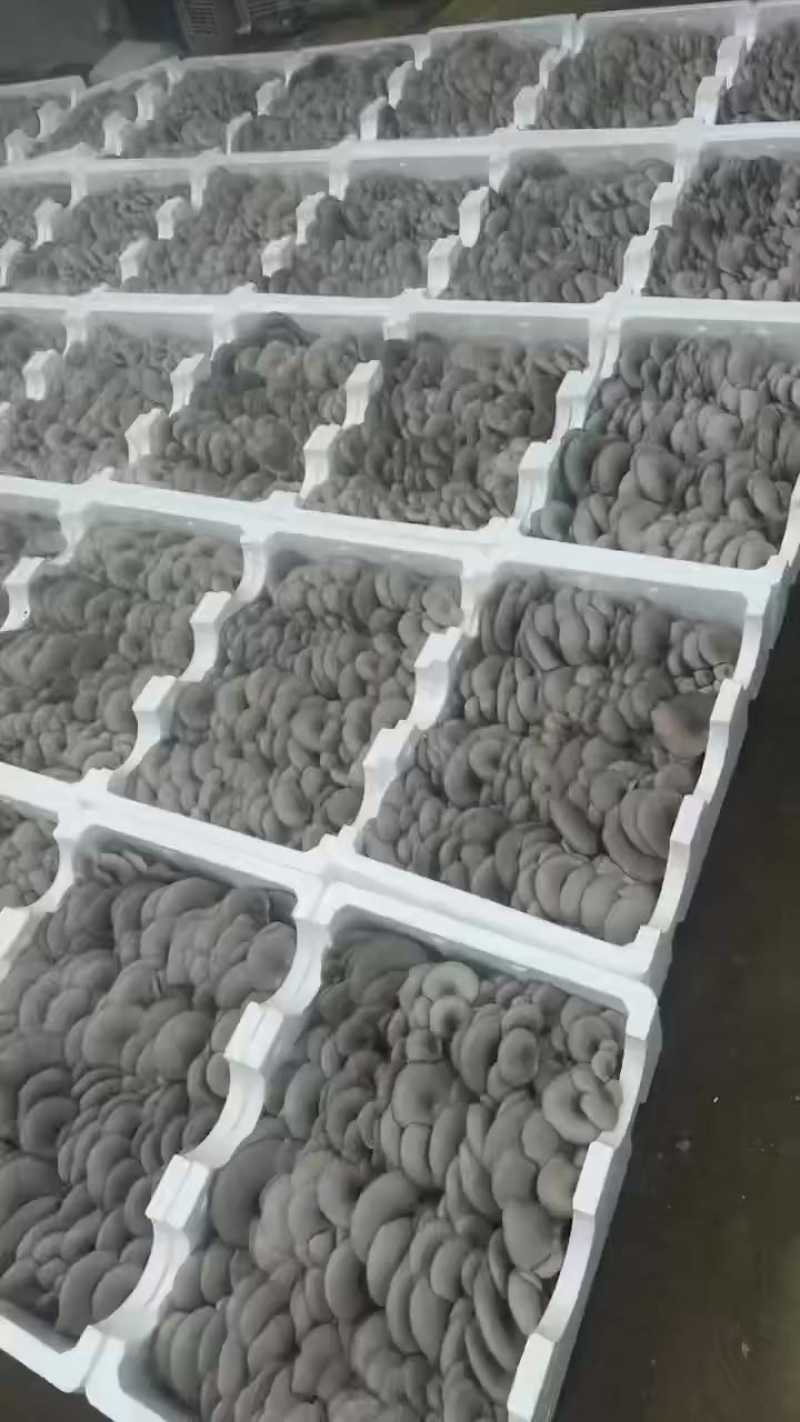 精品泡沫平菇