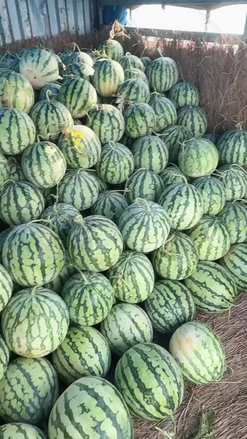 二茬西瓜***********