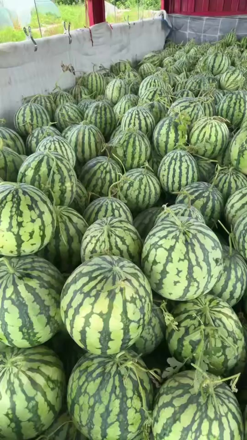 二茬西瓜***********