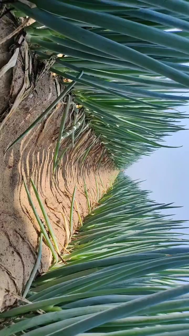 300苗日本钢葱