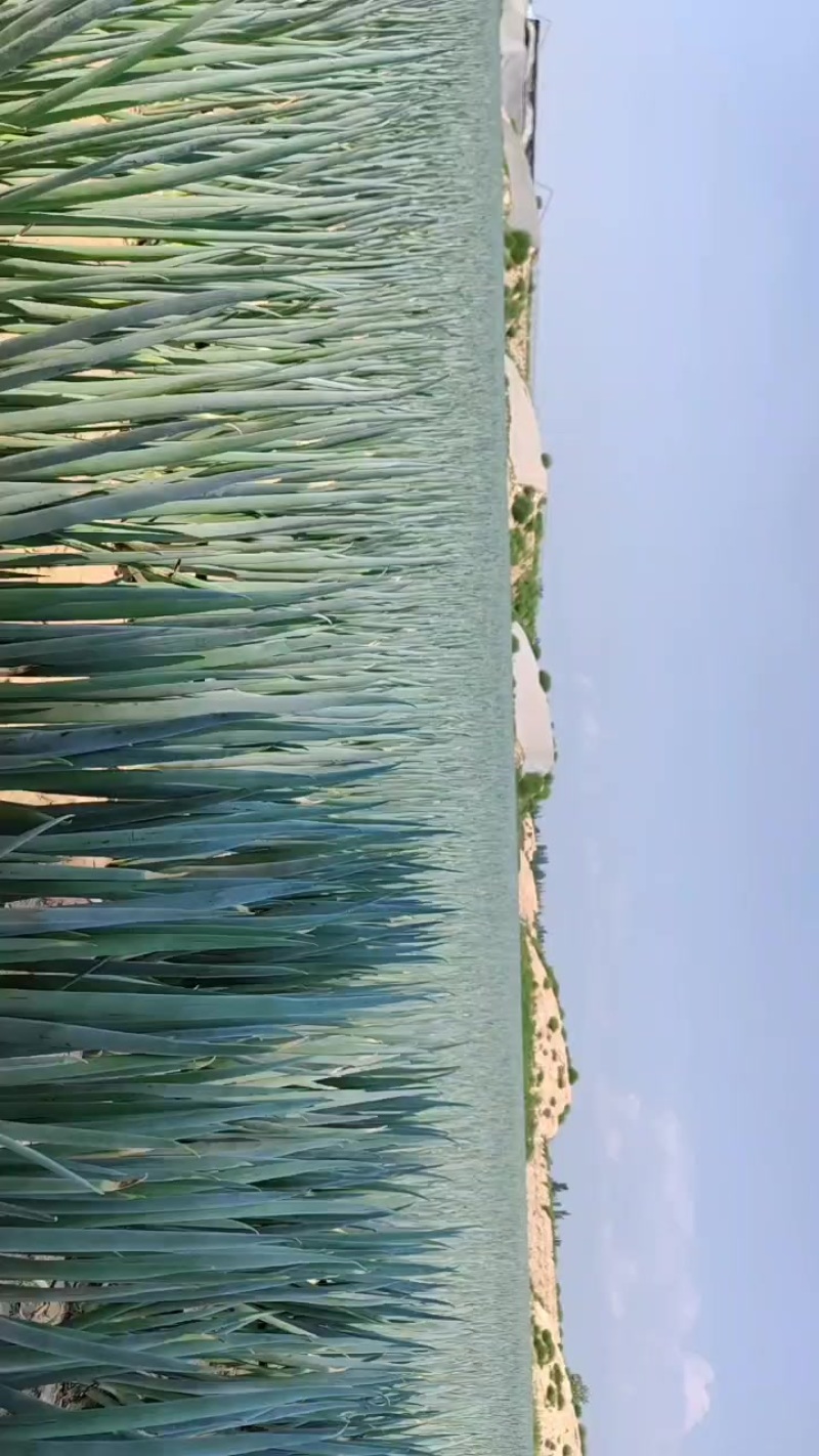 300苗日本钢葱