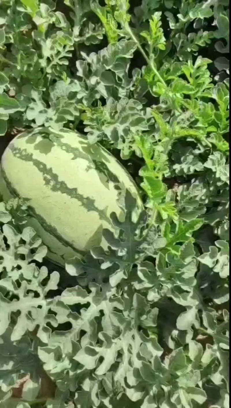 硒砂瓜绿爽F1