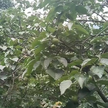 湖南油桐籽