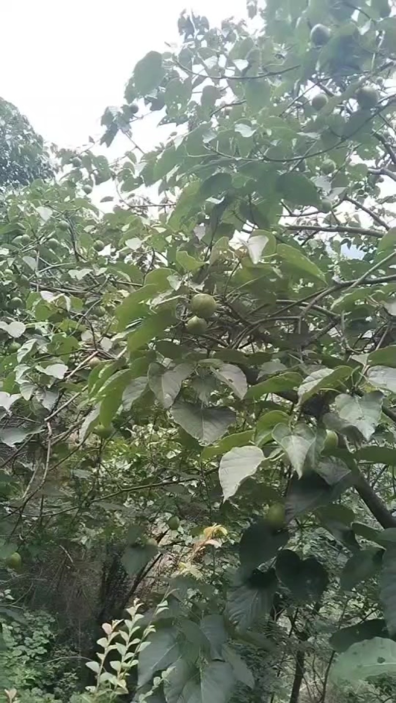 湖南油桐籽