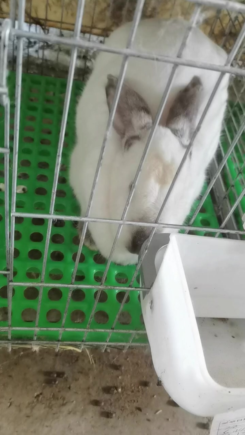 需要的过来拉