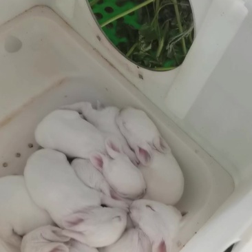 需要的过来拉