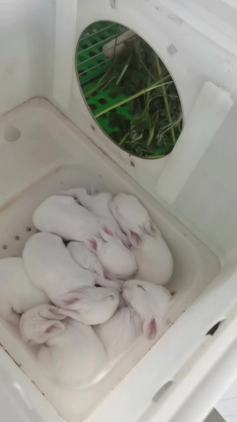 需要的过来拉