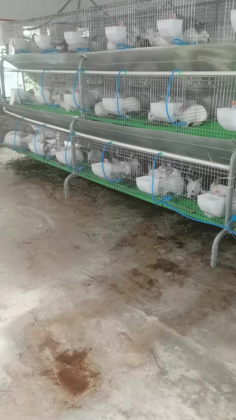 需要的过来拉