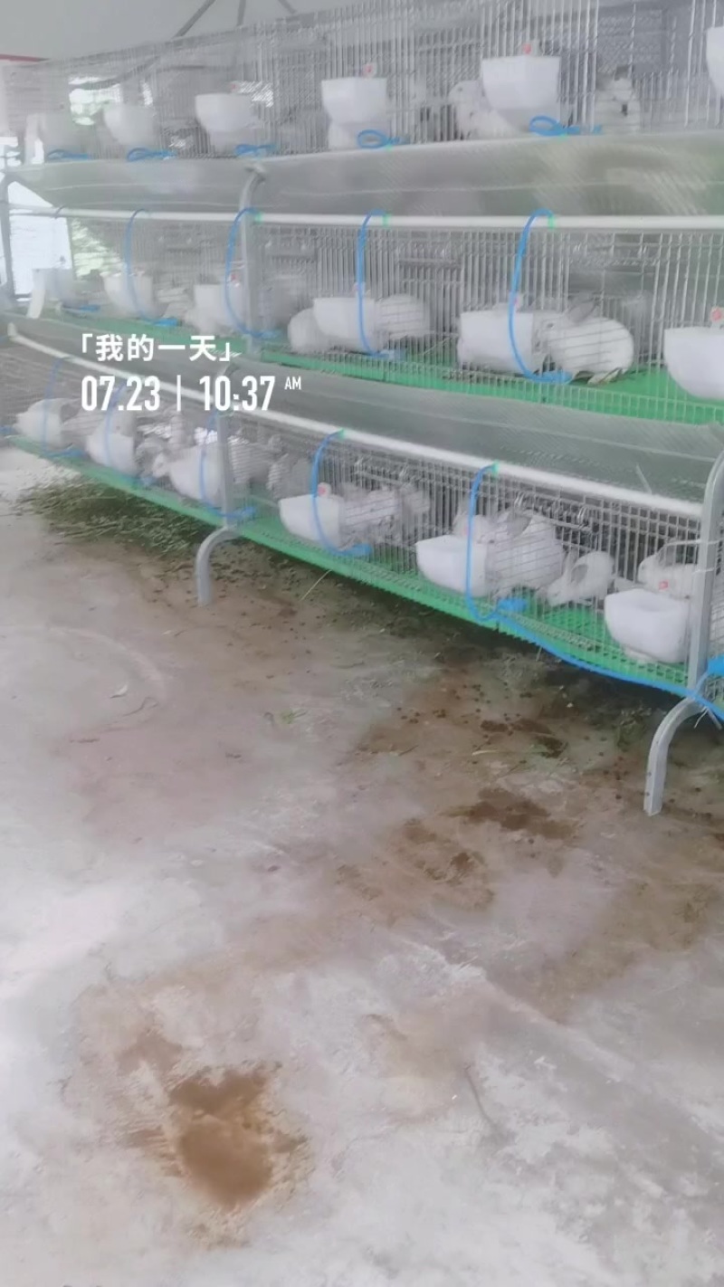 需要的过来拉