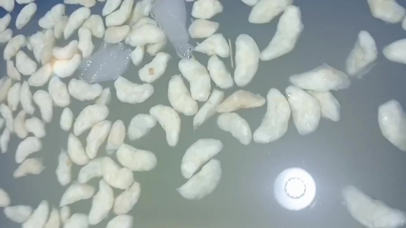 菱角肉