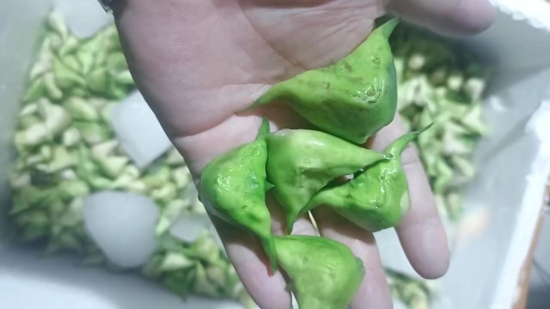 菱角肉
