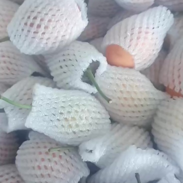 云南树番茄