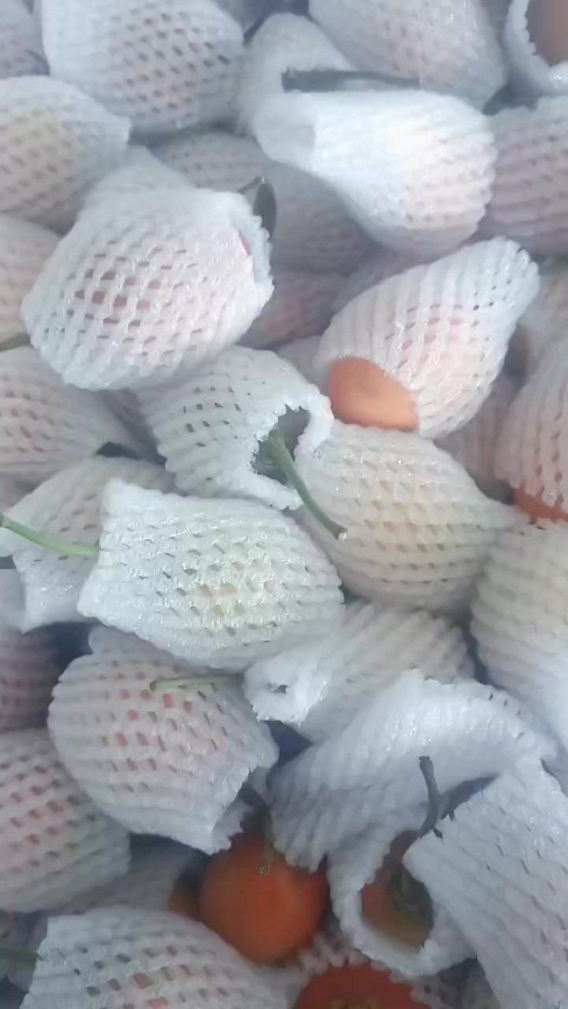 云南树番茄