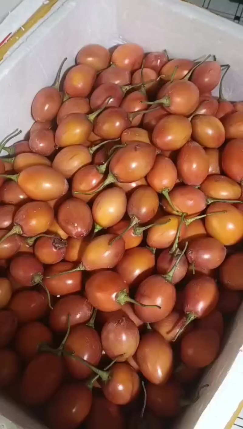 云南树番茄