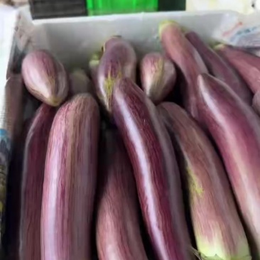 冰川茄子