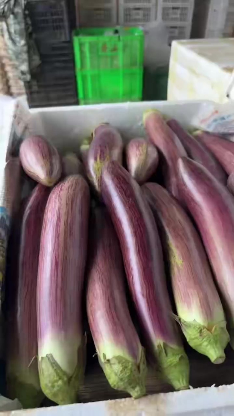 冰川茄子