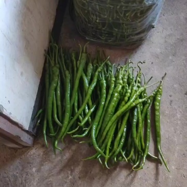 8号精品高山辣椒
