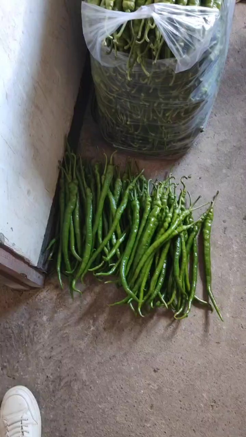 8号精品高山辣椒