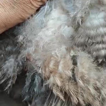 土鸡