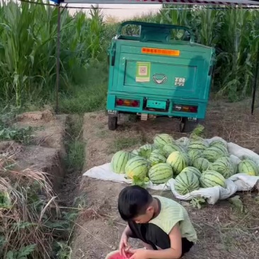 自己种的漏天西瓜，价格便宜，不打农药，大量批发