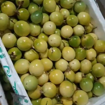 江西赣南黄金百香果